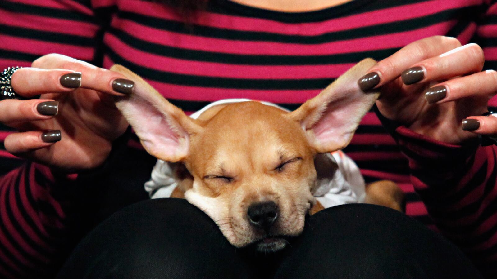 cheats/2013/02/02/animal-planet-gears-up-for-puppy-bowl-ix/130202-puppy-bowl-animal-cheat_b8qih5