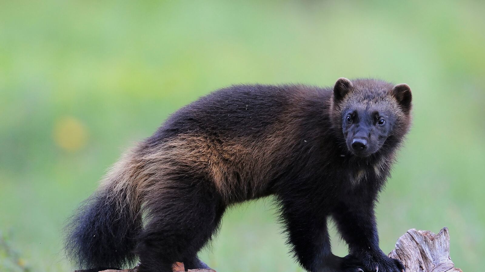articles/2014/07/20/who-will-save-the-wolverine-not-the-u-s-fish-and-wildlife-service/140719-peacock-wolverines-tease_okspel