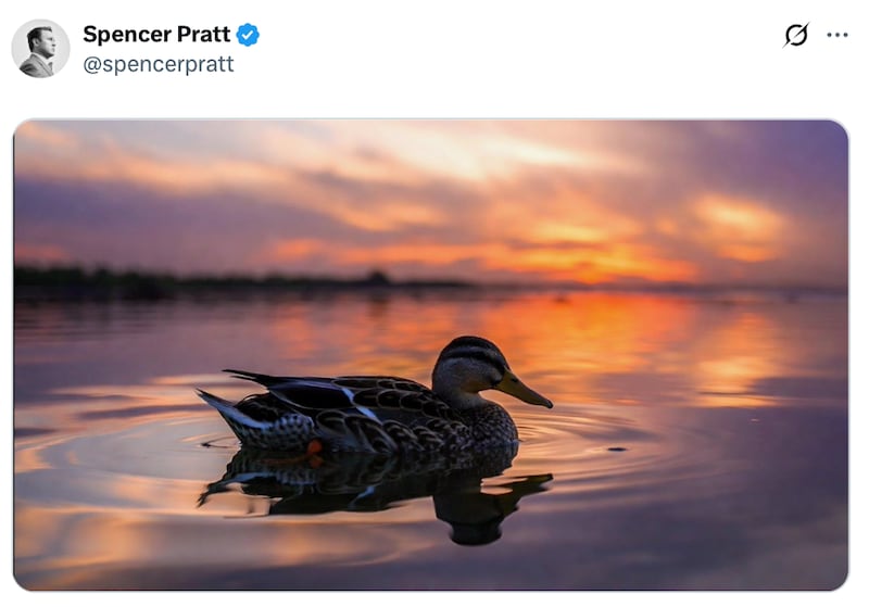 An image of a duck swimming on a lake in front of a sunset.