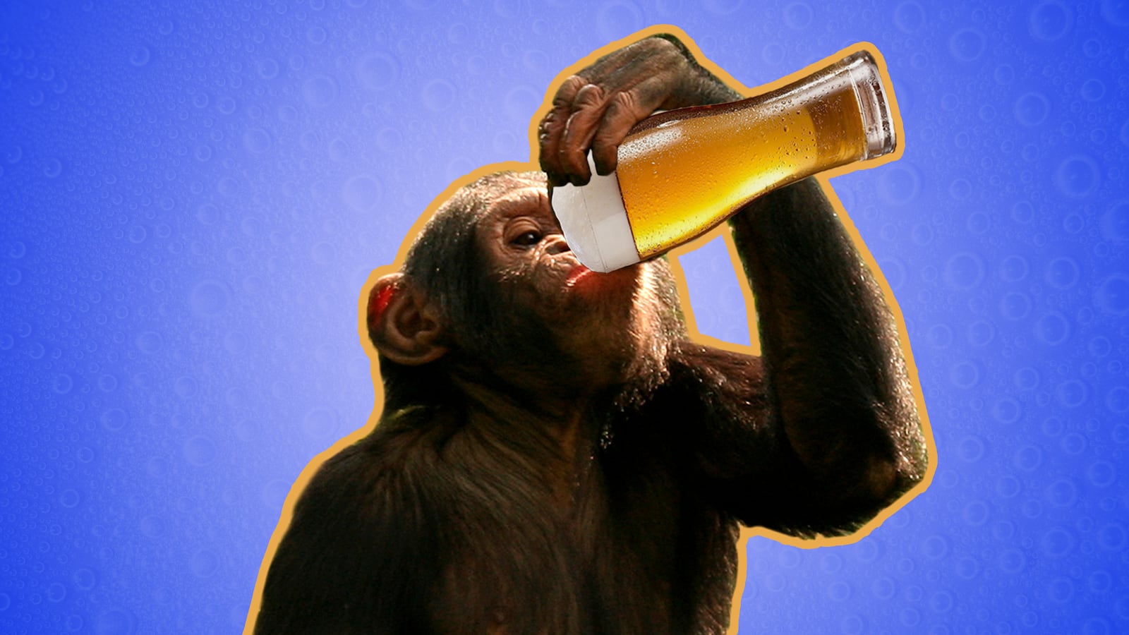 articles/2015/06/11/chimps-of-guinea-have-a-drinking-problem/150610-chris-chimps-tease_k6g1fw
