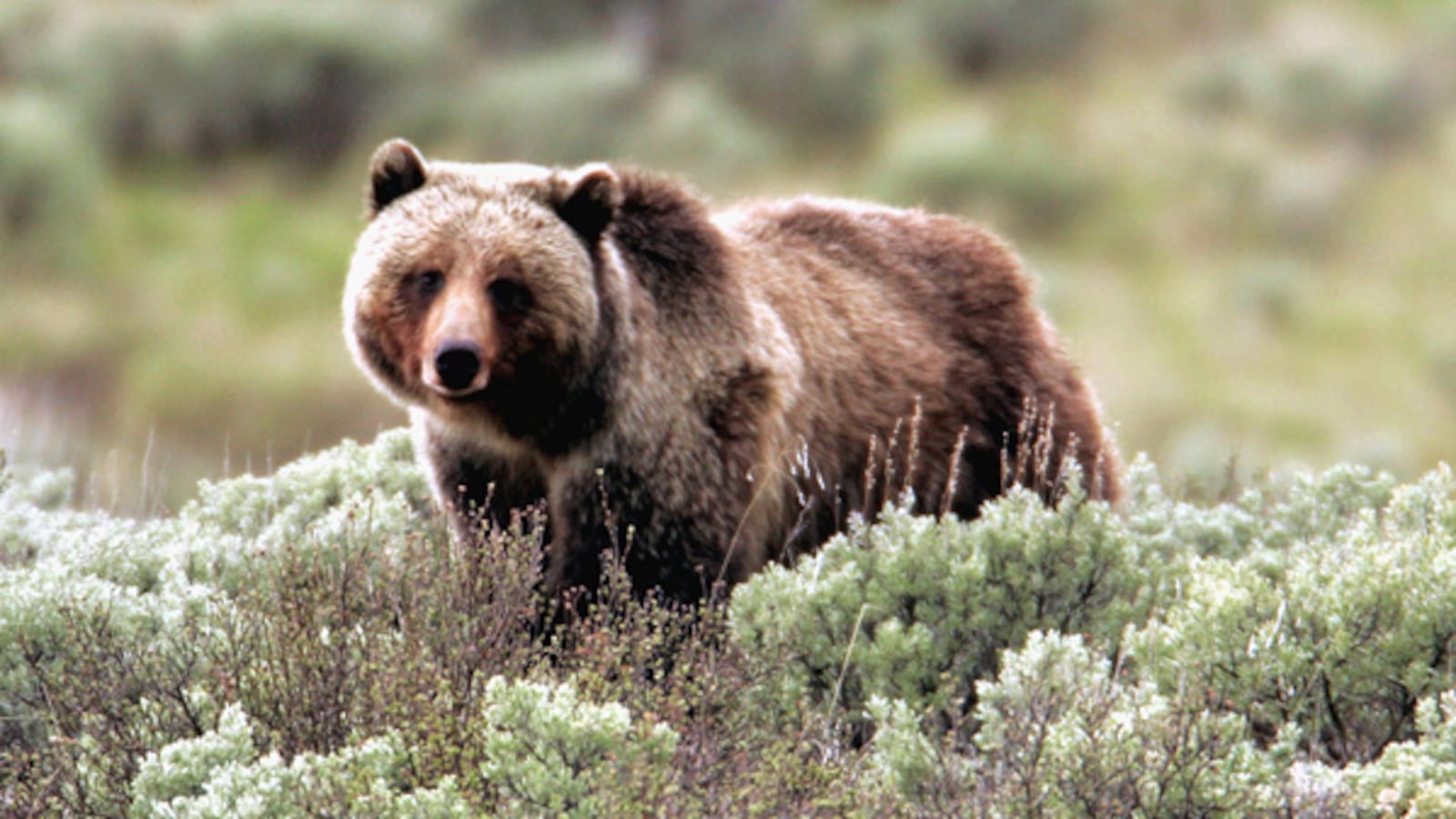 cheats/2011/07/06/grizzly-kills-man-in-yellowstone/grizzly-bear-cheat_nnxe8a