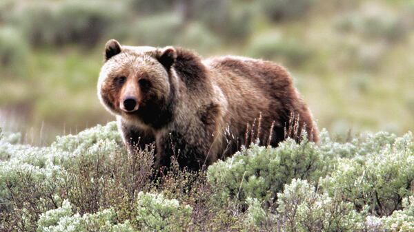 cheats/2011/07/06/grizzly-kills-man-in-yellowstone/grizzly-bear-cheat_nnxe8a