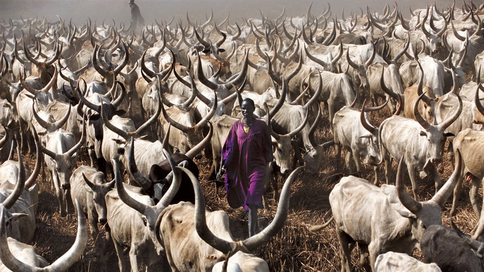 galleries/2010/10/19/dinka-legendary-cattle-keepers-of-sudan/dinka-9_tnnmyf