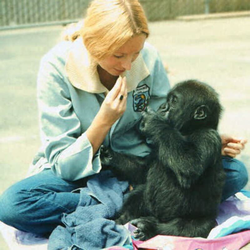 galleries/2011/01/14/celebrity-zoo-animals/celeb-zoo-animals---koko_uo9rxe