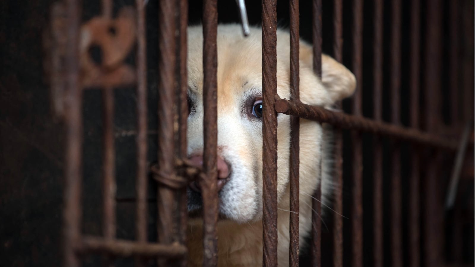 210927-korean-meat-trade-tease_ptzssn