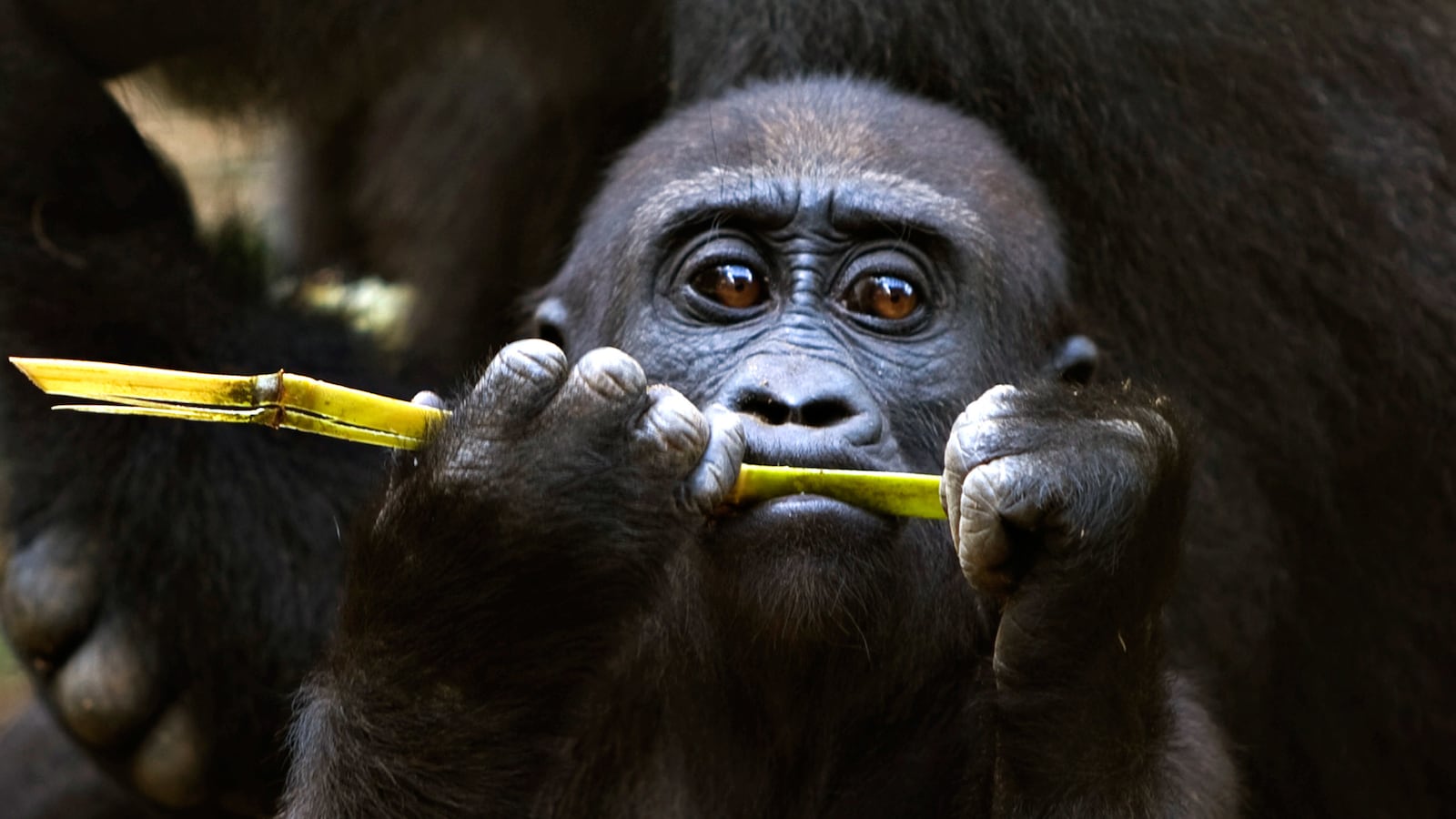 articles/2015/01/22/ebola-is-wiping-out-the-world-s-gorillas/160112-haglage-gorillas-tease_eewij5
