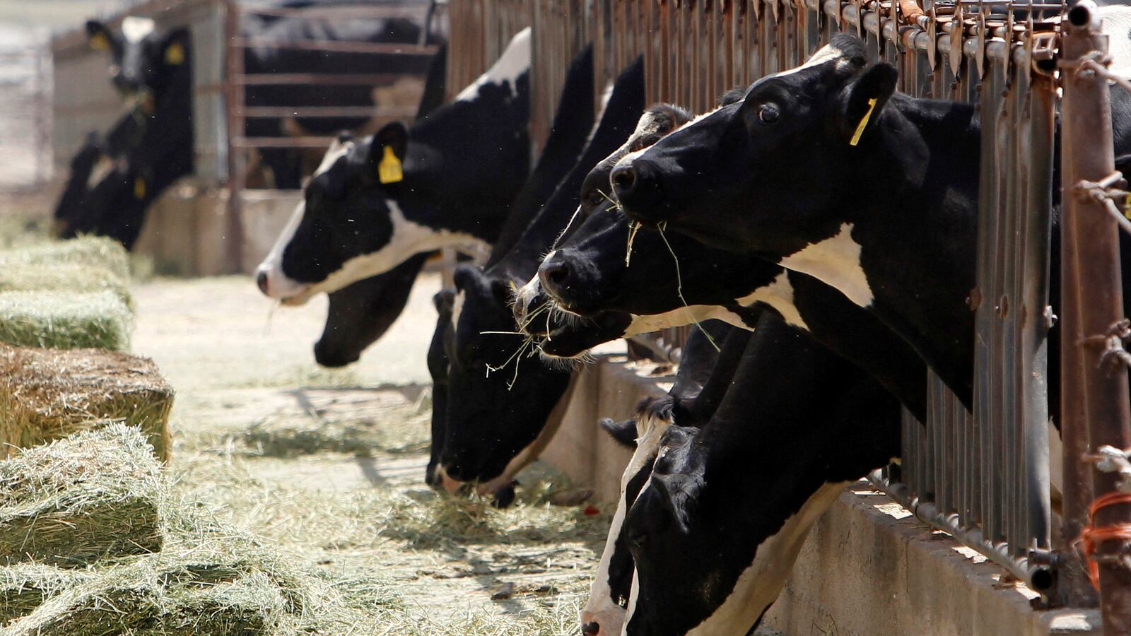 Dairy cows feed from a trough.