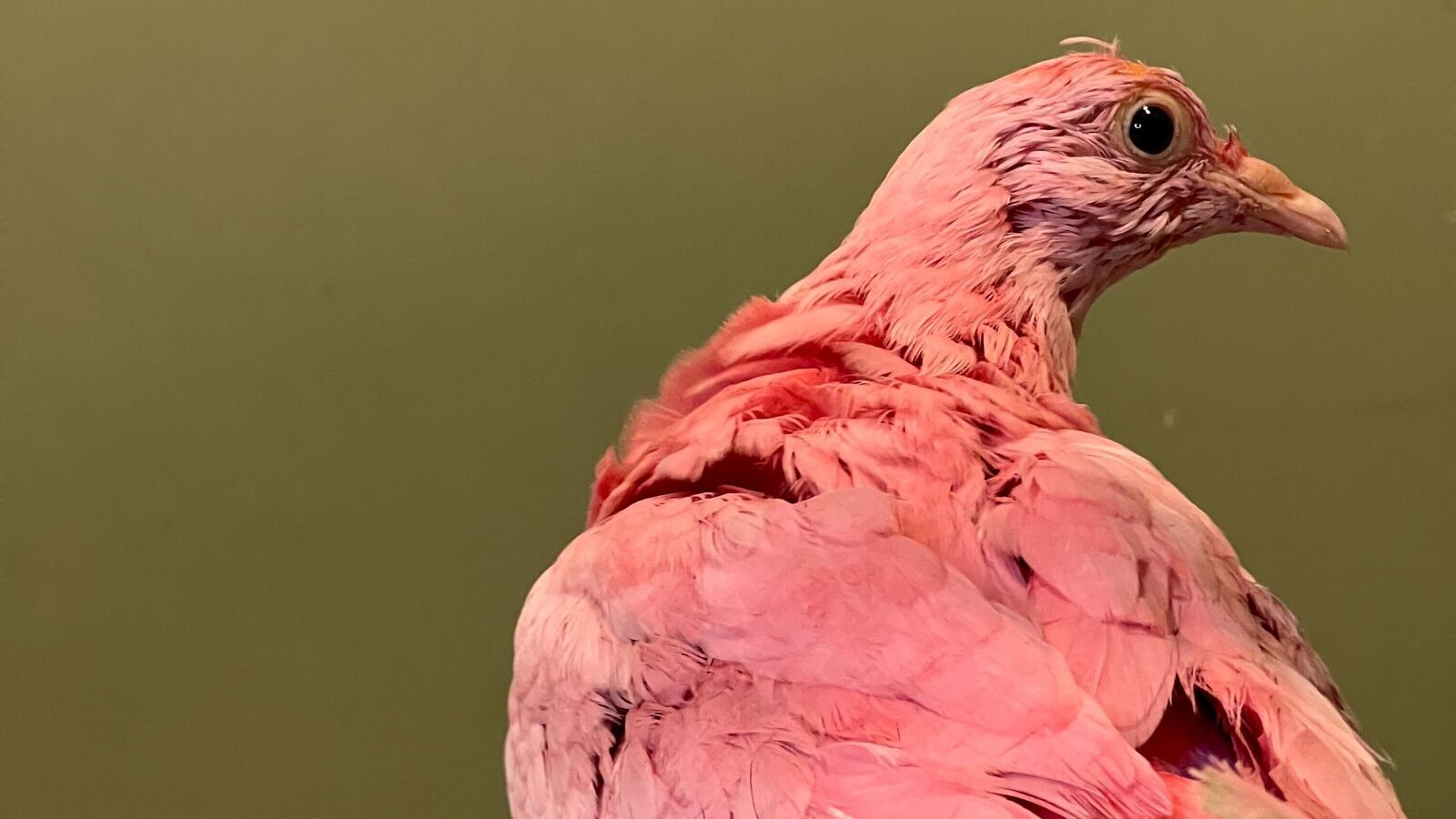 FoXih_LaQAABB6E_jjti0t