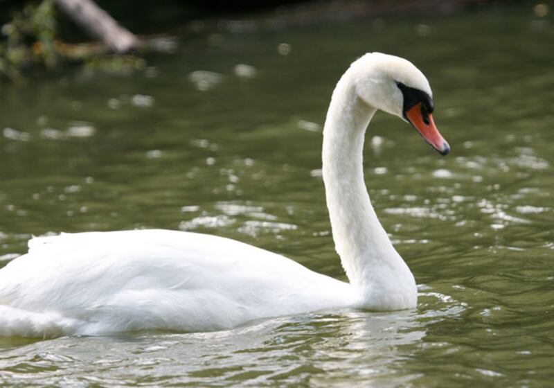 galleries/2011/01/03/animal-mysteries/animal-mysteries---swan_v4nlr4
