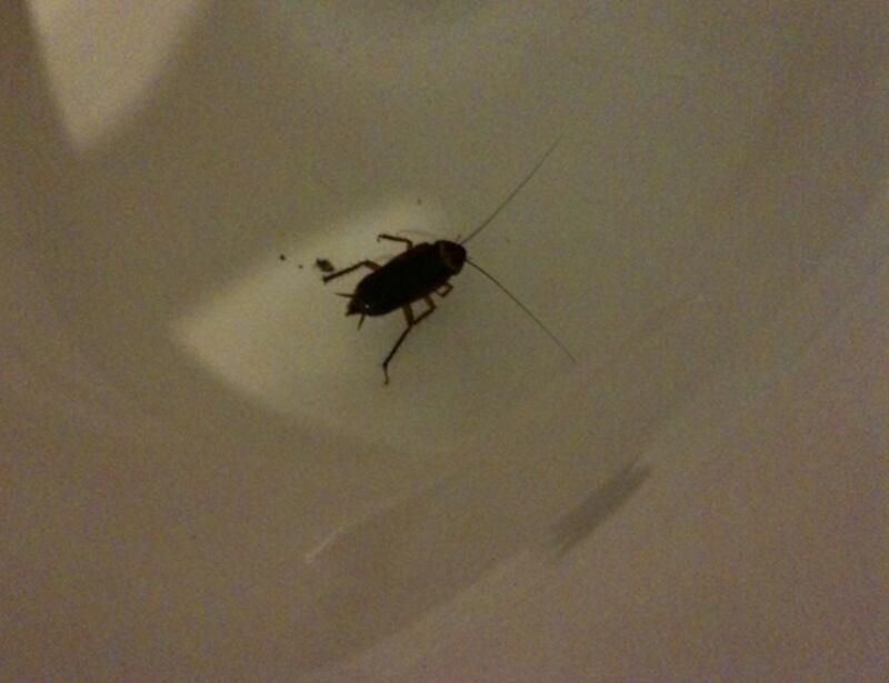 galleries/2010/09/10/best-celebrity-twit-pics/twitpi910---griffin_nuz3qh