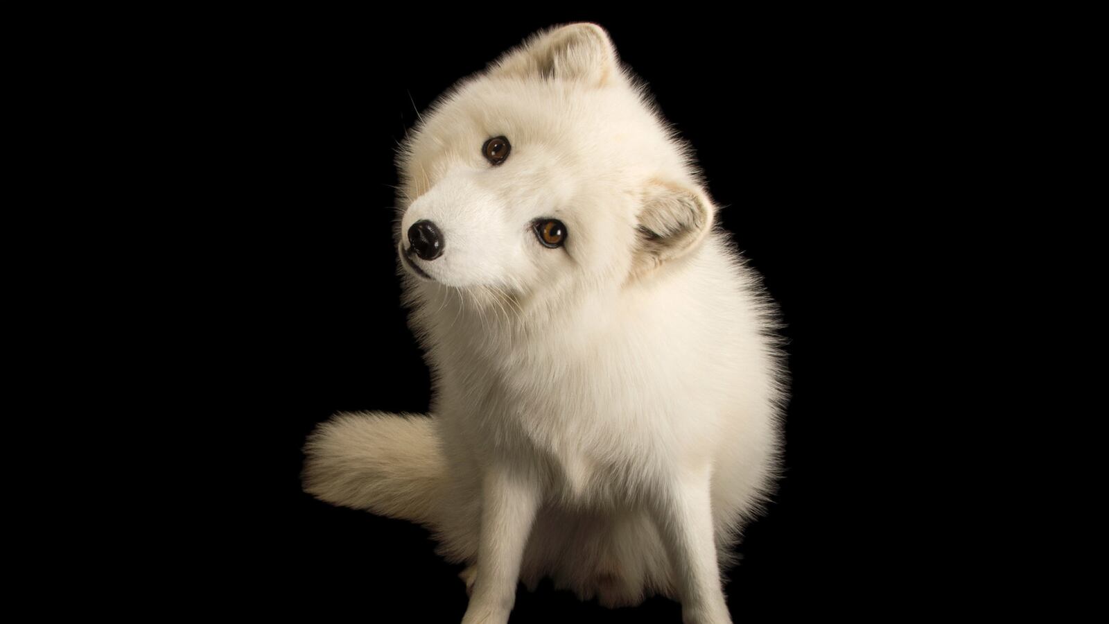 galleries/2017/03/10/the-photo-ark-gallery/tease_170310-photo-ark-gal-01a_tzgife