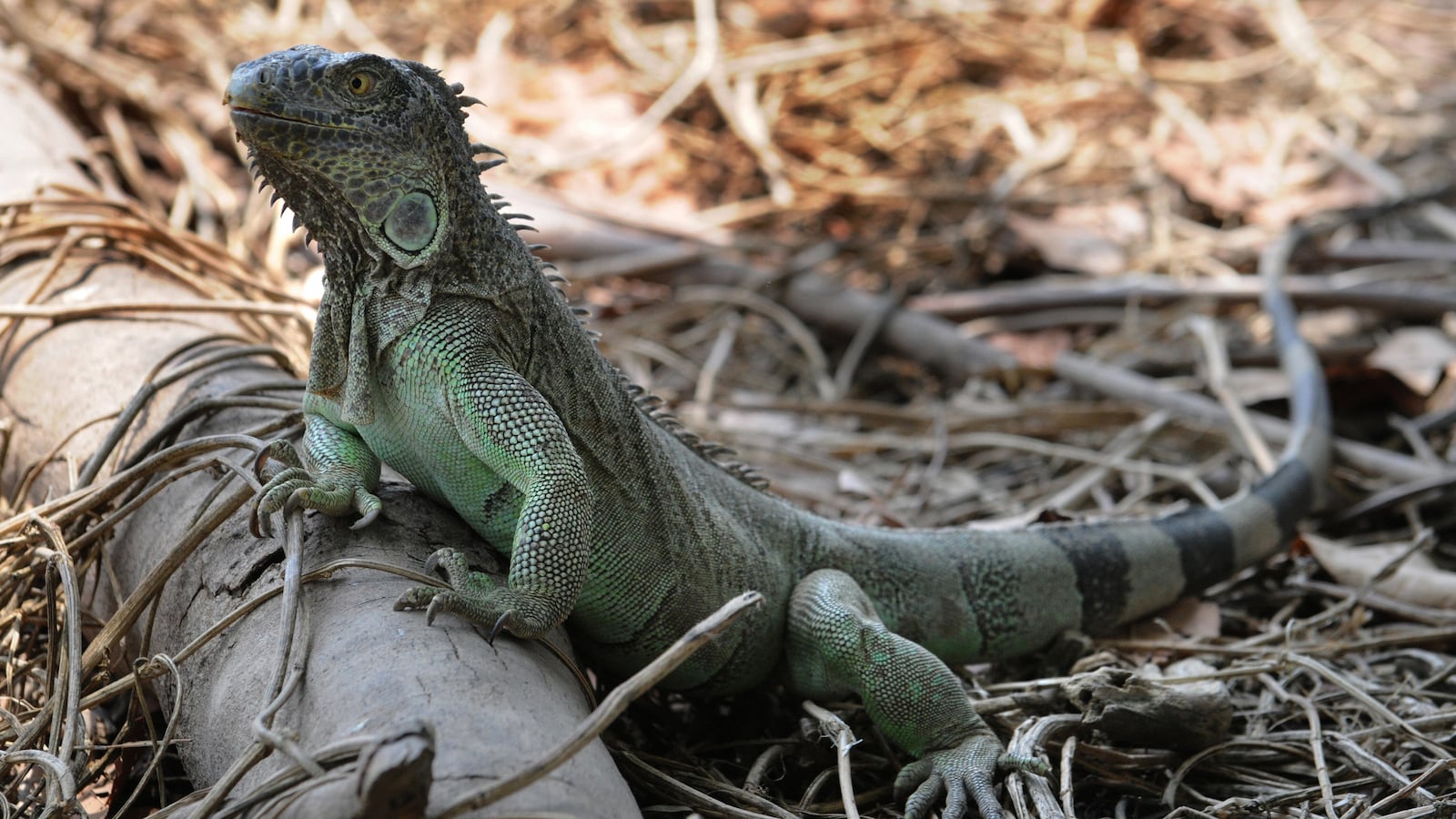 GettyImages-87962614_unrrbn