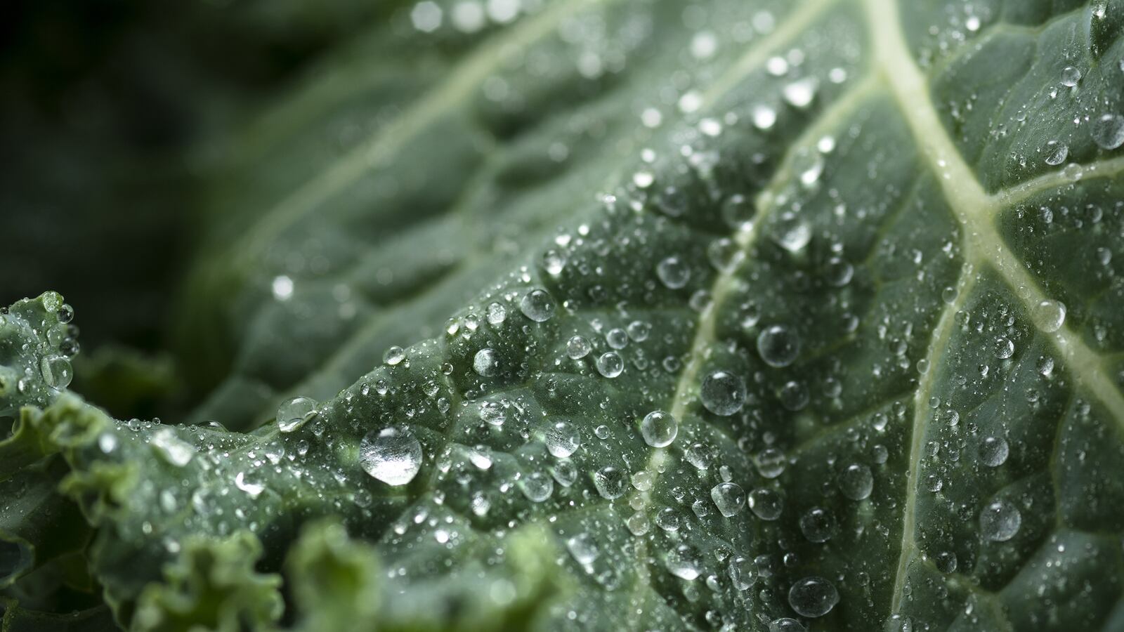 articles/2014/04/09/he-dangers-of-superfoods/140409-kale-death_favteo