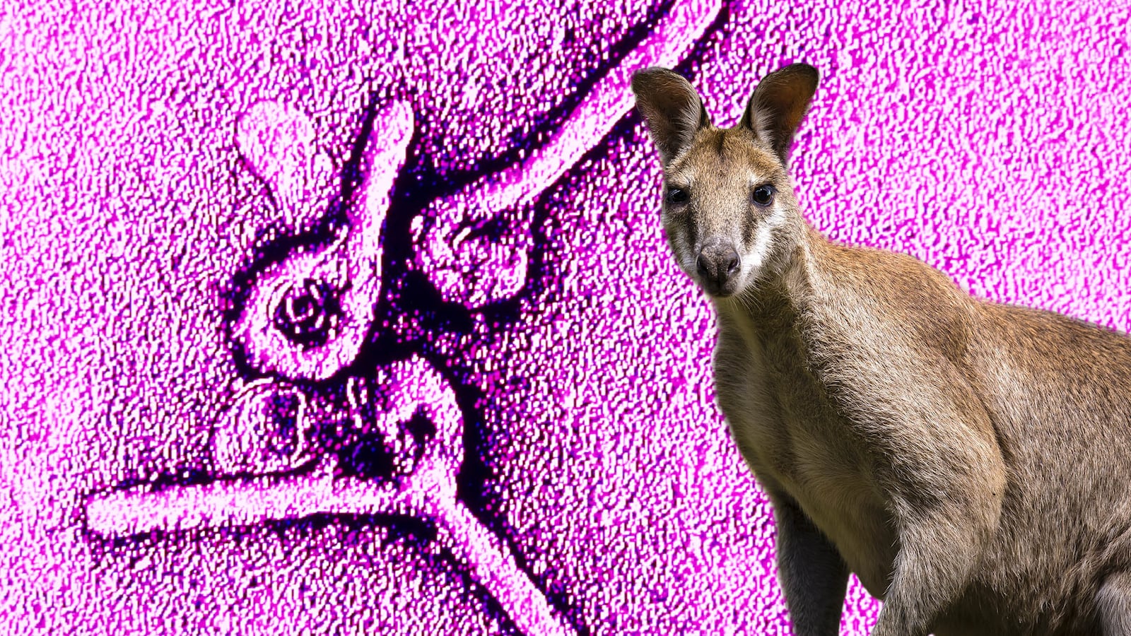 articles/2014/10/20/ebola-is-50-times-older-than-mankind-and-that-could-be-the-key-to-stopping-it/141018-daly-wallaby-tease_khqydm