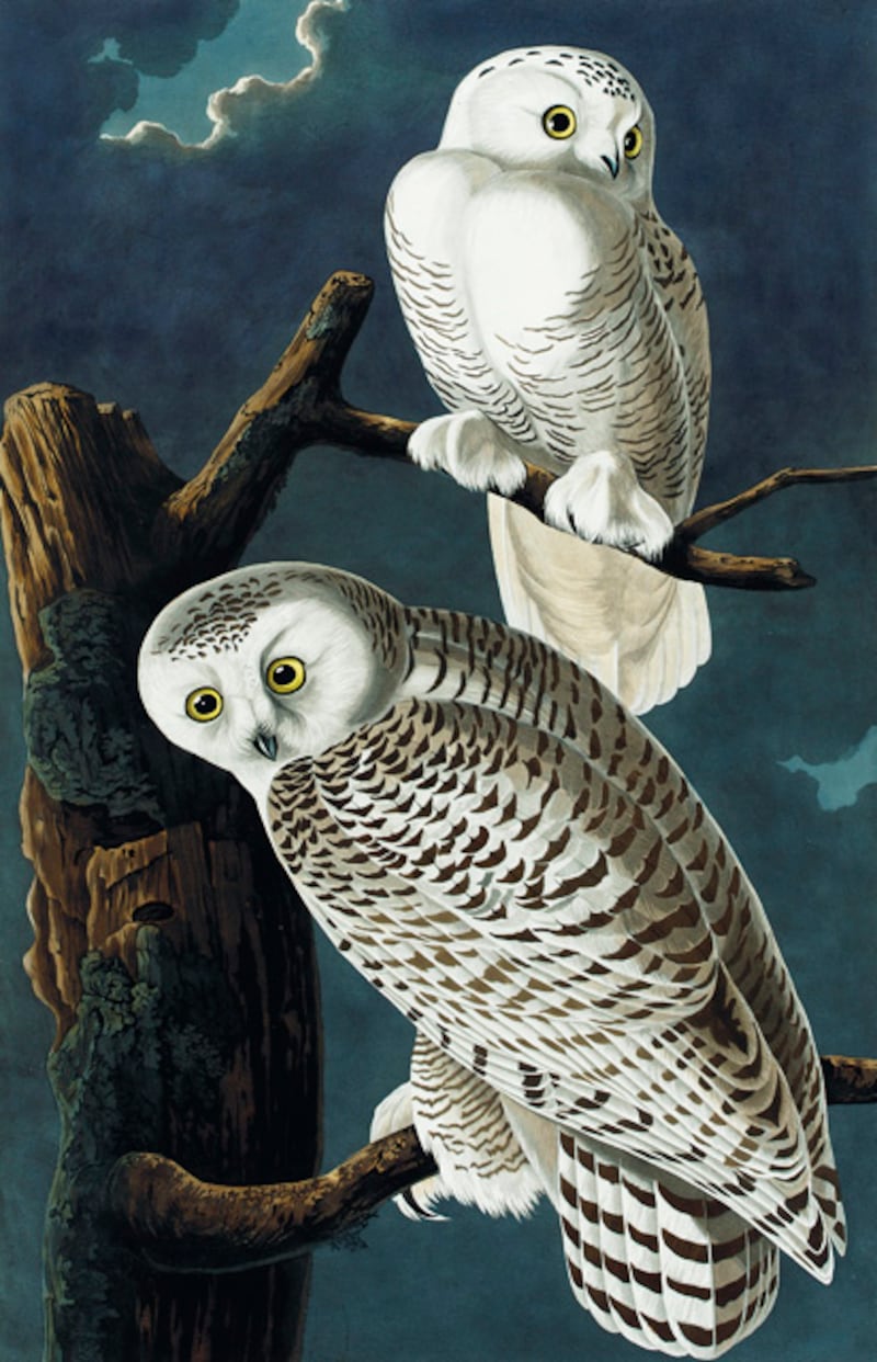 galleries/2012/01/15/christie-s-auctions-audubon-s-birds-of-america-priciest-book-ever/audubon-gal-owls_kwy3go