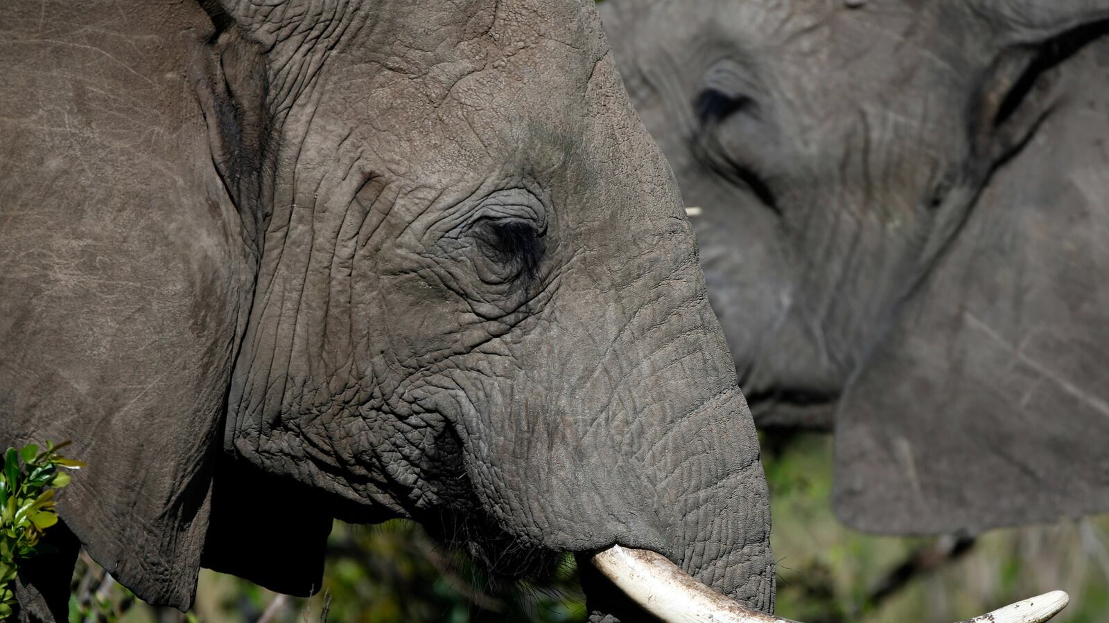 cheats/2016/01/11/ringling-elephants-to-retire-early/150613-elephant-cheat_pzc3wr