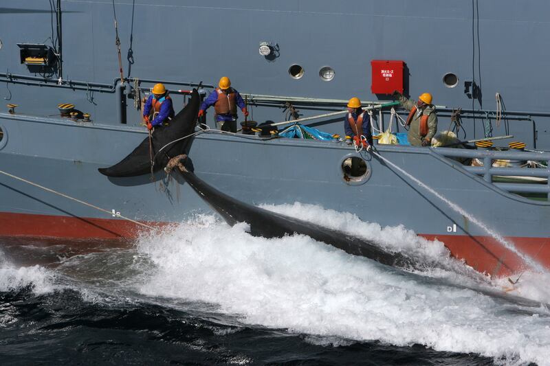 articles/2014/03/31/court-rules-japan-can-no-longer-slaughter-whales-in-the-antarctic/140331-adelstein-whaling_bg1jyf
