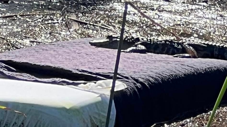 An alligator is shown sunbathing on a mattress.
