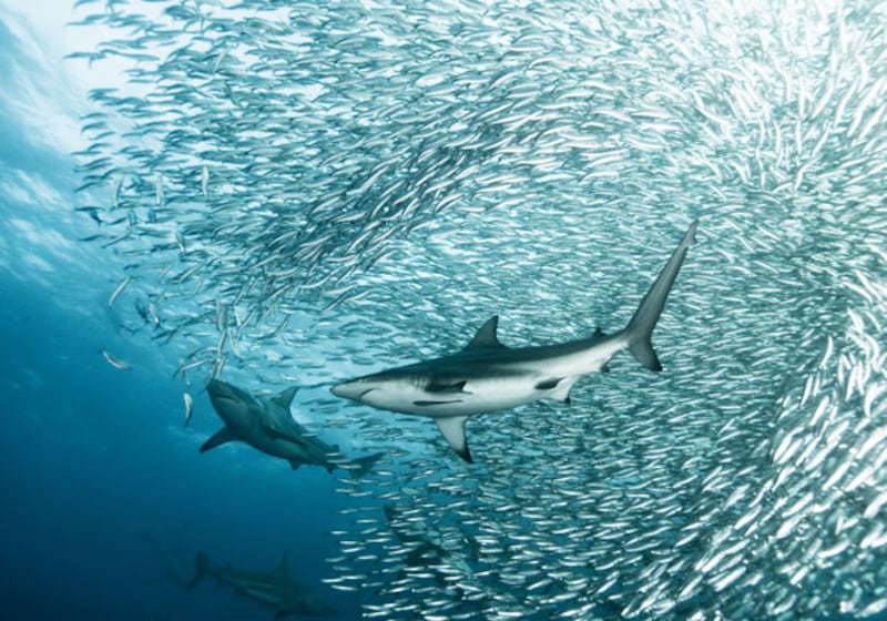 galleries/2010/03/18/life/life---16_bqtcbz