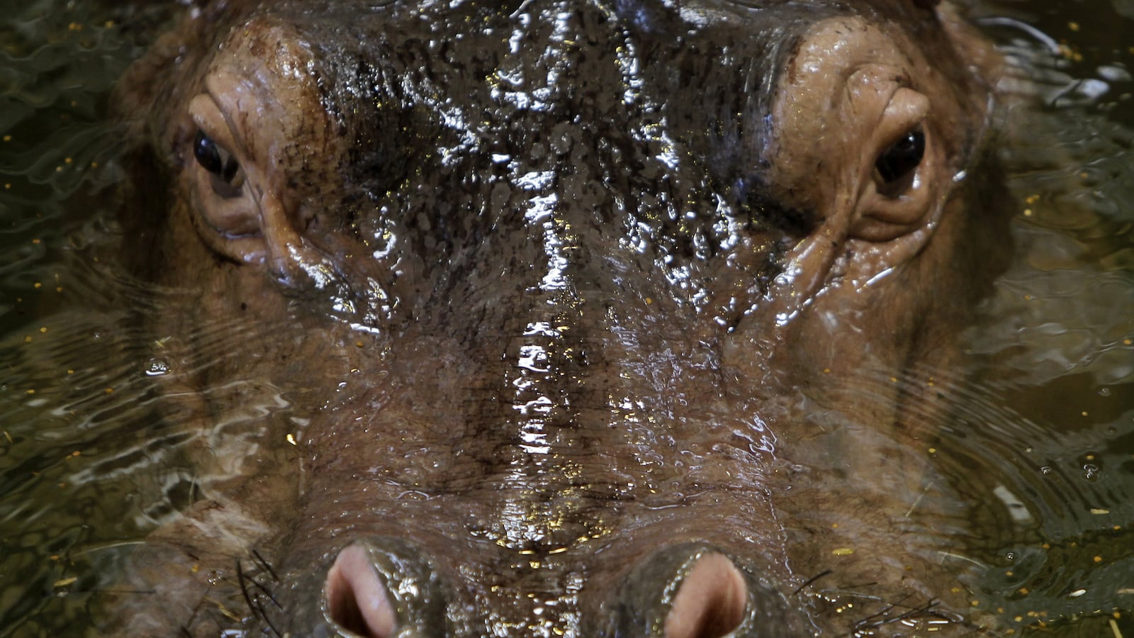 cheats/2013/05/04/man-survives-being-swallowed-by-hippo/130504-hippo-swallon-man-cheat_wrq5v8