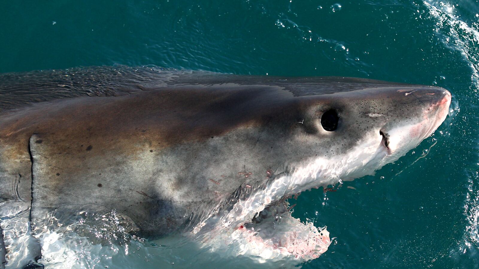 cheats/2011/07/20/great-white-shark-leaps-into-boat/shark-popularity-tease_yjivlk