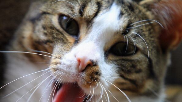 articles/2012/08/09/cats/kitty_akua63