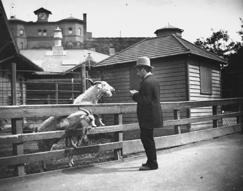 galleries/2011/03/29/animals-on-the-loose/animals-on-the-loose---central-park-zoo-hoax_pbgogl