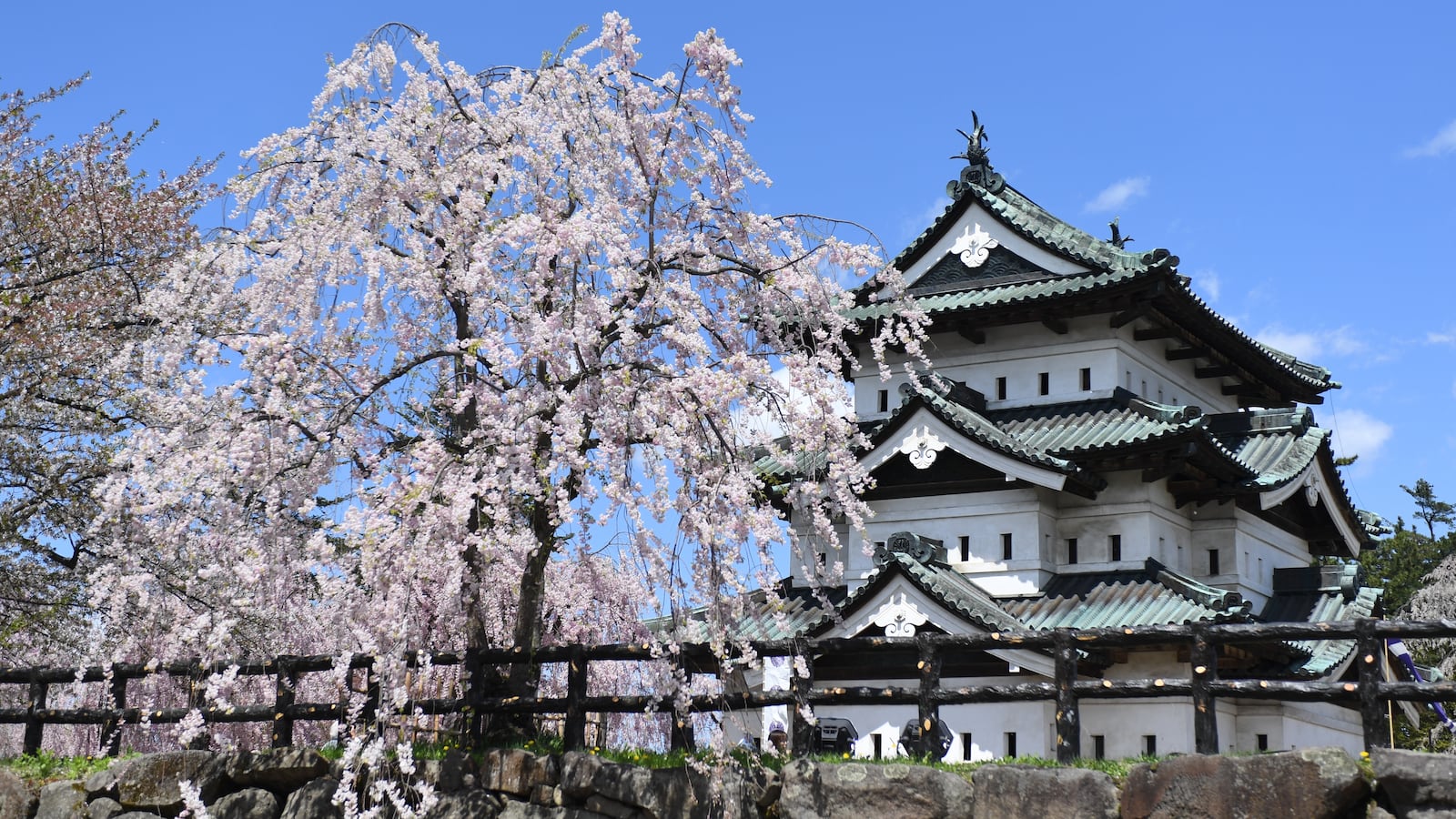 HIROSAKI, JAPAN - MAY 01: Cherry blossoms are in full bloom at Hirosaki Castle Park on May 1, 2017 in Hirosaki, Aomori, Japan. (Photo by Masashi Hara/Getty Images)