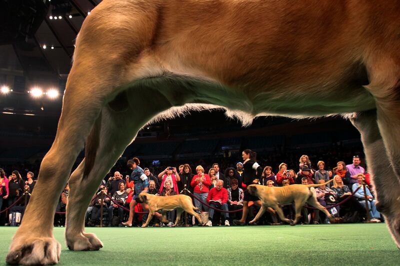 galleries/2012/02/14/best-westminster-dog-show-photos/best-westminster-dog-show-photos-6_trrxxg