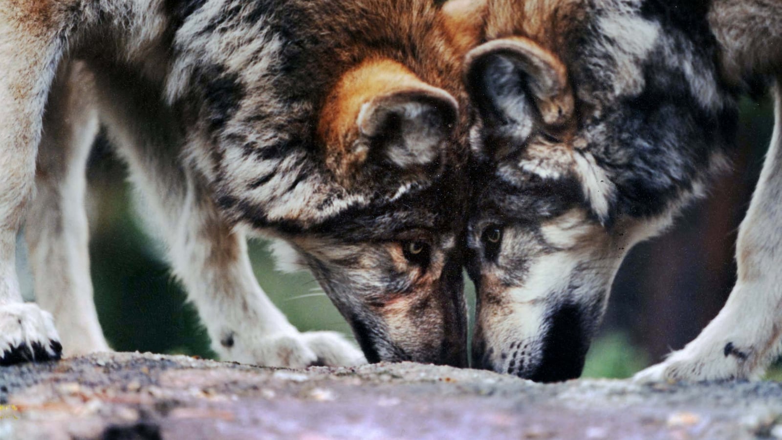 2022-02-10T212223Z_70081115_RC29HS90C542_RTRMADP_3_USA-WOLVES_n9pfhi