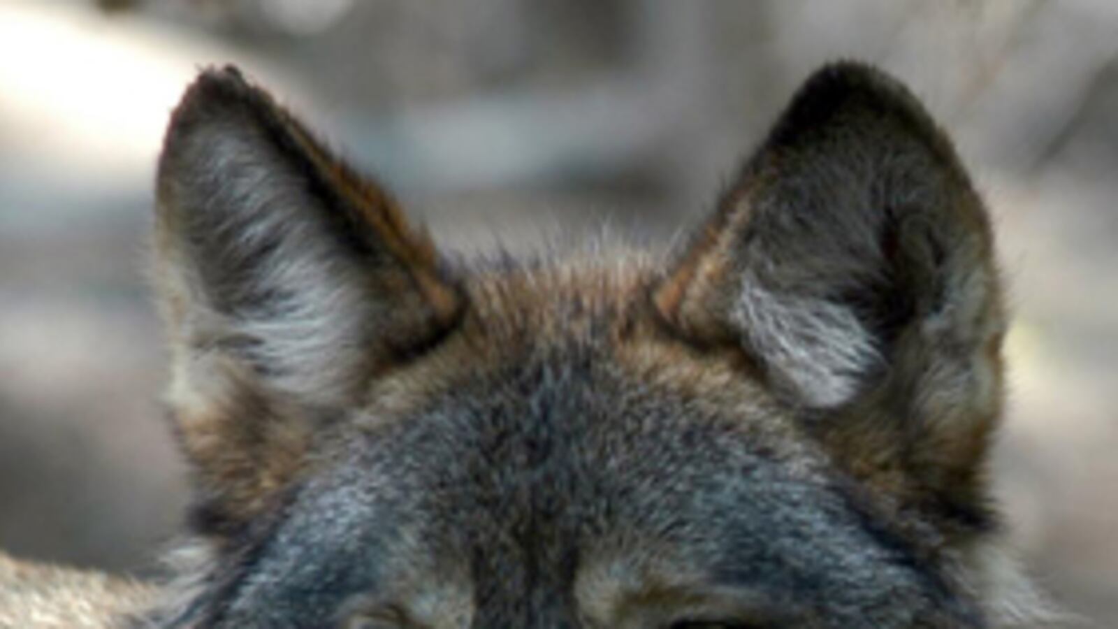 cheats/2011/04/13/congress-gray-wolf-not-endangered/gray-wolf_cyppzl