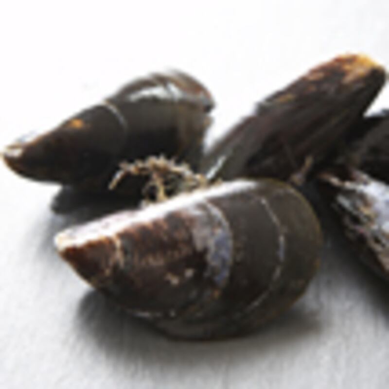 articles/2010/01/26/8-recipes-from-norman-van-aken/aken-recipes---chicken-and-seafood-stew_lqekj7