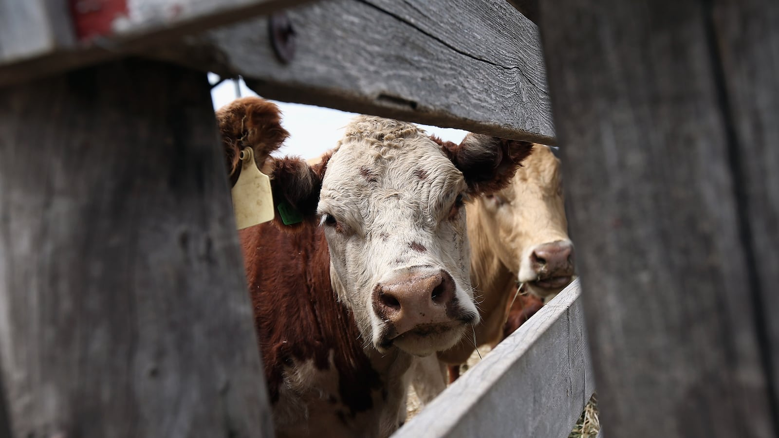 cheats/2013/12/11/fda-warns-on-animal-antibiotics/131211-livestock-antibiotics-cheat_xzuxcj