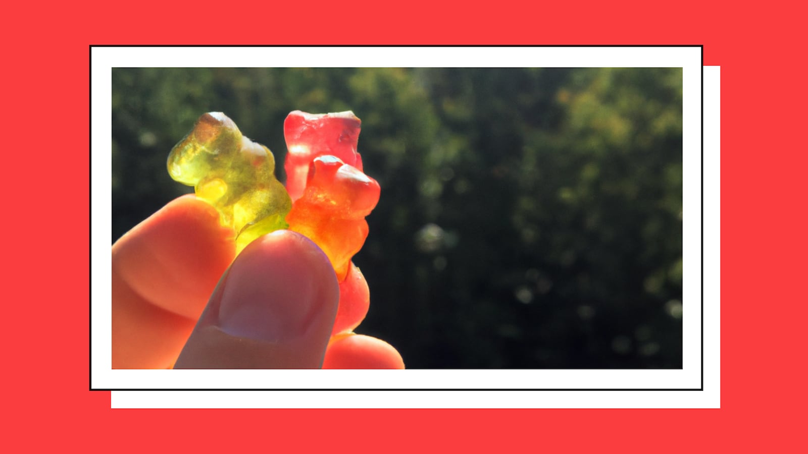 TribeToke-THC-Gummy-Bears_maqmly