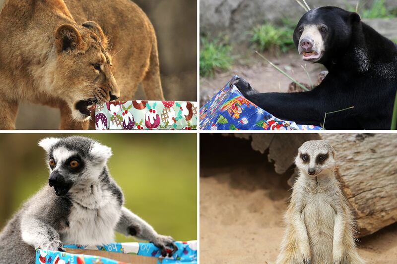 galleries/2012/12/20/santa-s-favorite-critters-animals-enjoy-holiday-gifts-photos/xmas-animals-tease_wyy3qk