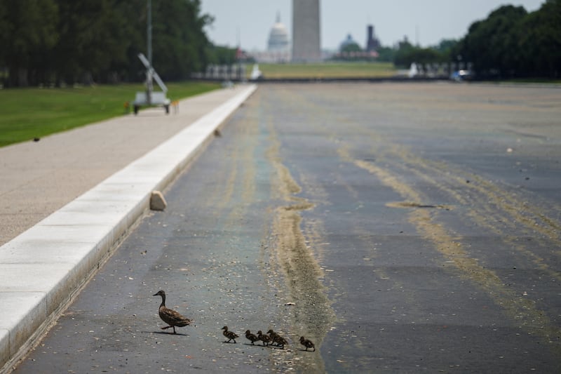 Ducks walk across the drained Lincoln Memorial Reflecting Pool, following renovations and Independence Day celebrations, in Washington, D.C., U.S., July 15, 2026.