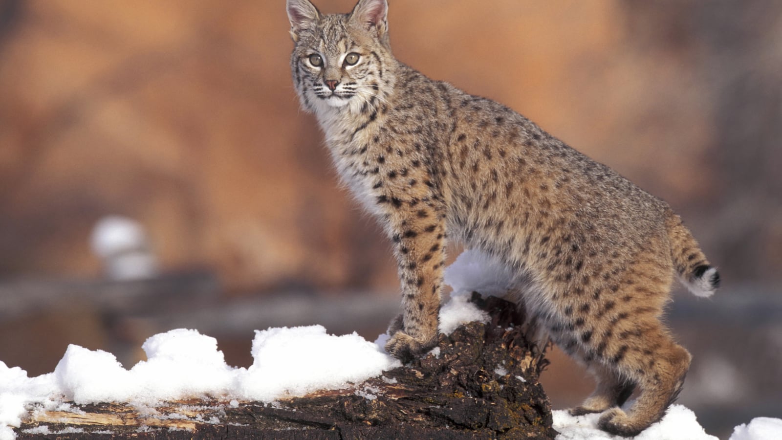 GettyImages-128114147_p05tqv