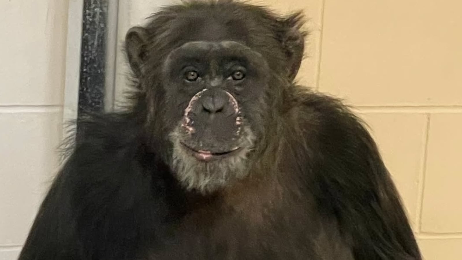 A chimpanzee appearing to smile