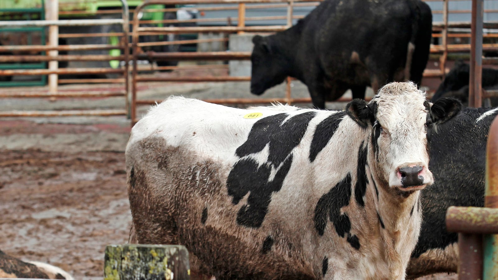 cheats/2014/08/19/four-charged-for-selling-cancerous-beef/140819-beef-indictments-cheat_sehlgx