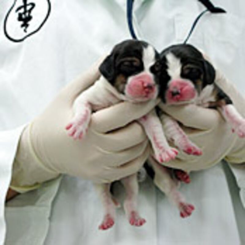 articles/2009/04/16/does-research-really-need-human-embryos-and-cloning/condic-stem-cells_22671_dvn97r