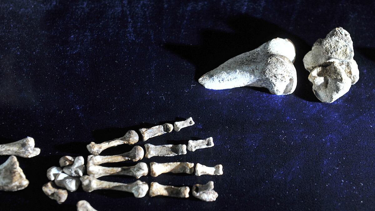 cheats/2011/09/09/fossil-could-be-human-ape-connection/fossils-south-africa-missing-link-cheat_xufgrn