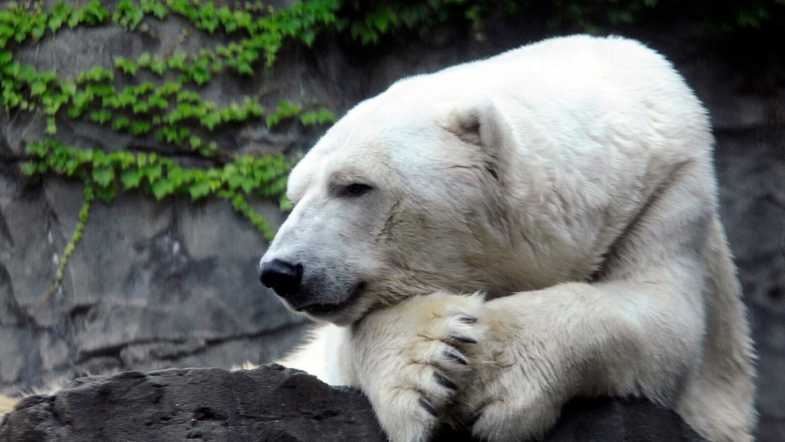 galleries/2013/08/29/five-reasons-we-ll-miss-gus-the-bipolar-polar-bear-photos/gus-polar-bear-obituary-5_uyurtc