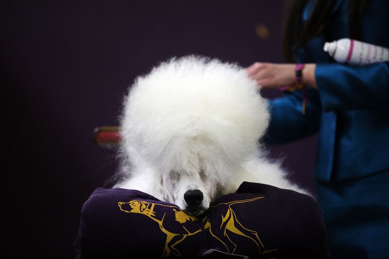 galleries/2015/02/18/westminster-kennel-clubs-annual-dog-show-photos/150217-dog-show-04_g1u3zf