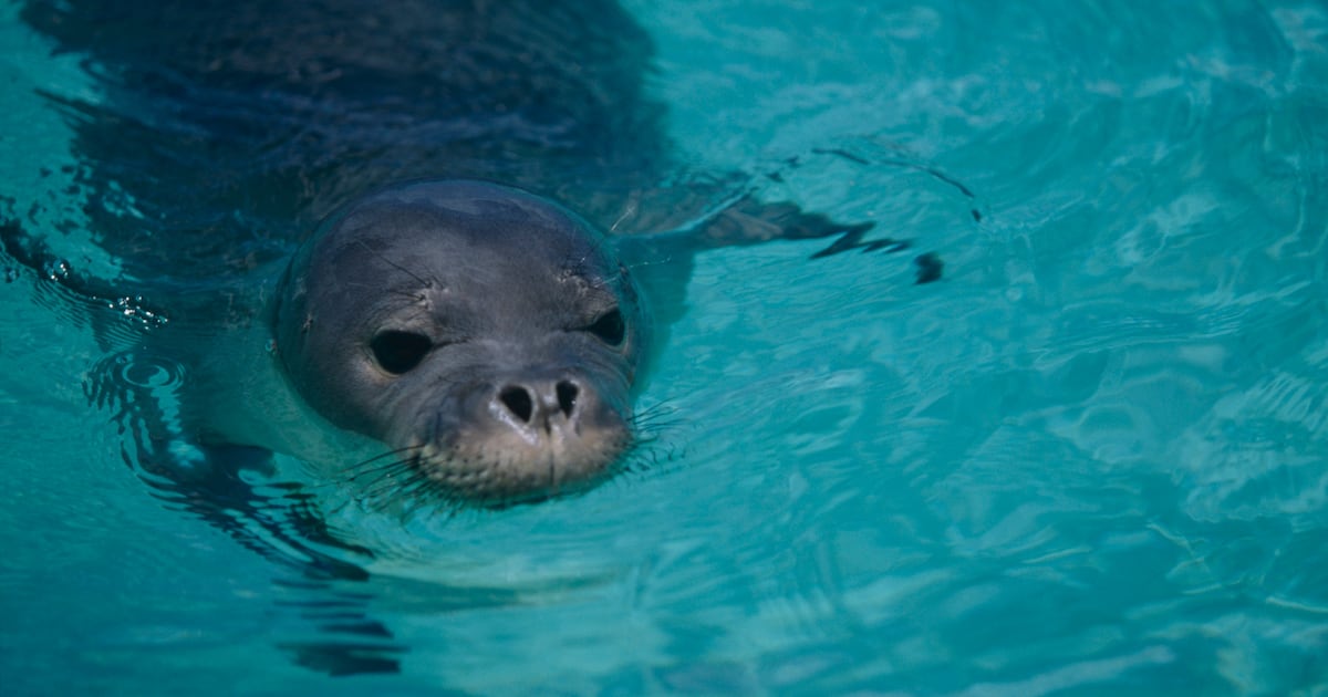 Tourist Busted After Shocking Attack on Endangered Seal Caught on Camera