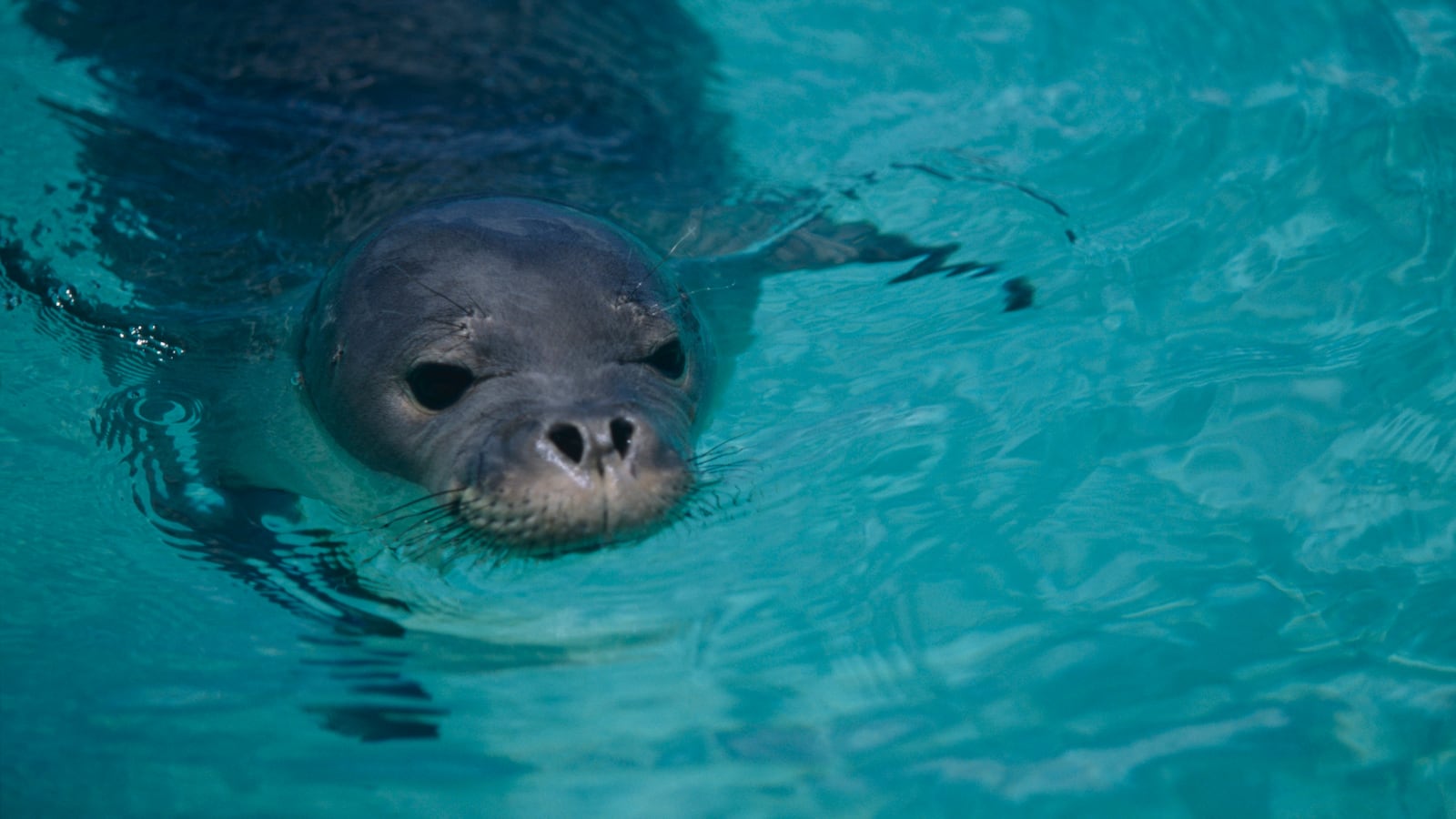 Portrait of a Hawaiian monk seal, Monachus schauinslandi, About 60 Hawaiian monk seals live in the Midway Atoll in the Northwest of the archipelago in remote, uninhabited islands. The seals can reach a length of two meters and a weight of between 200-300 kilograms. They feed on reef fish, squid and lobsters, which can be found in shallow water. They are also able to eat their food in the open sea. The monk seals are extremely sensitive to human influence and under threat of extinction. (Photo by: Education Images/Universal Images Group via Getty Images)