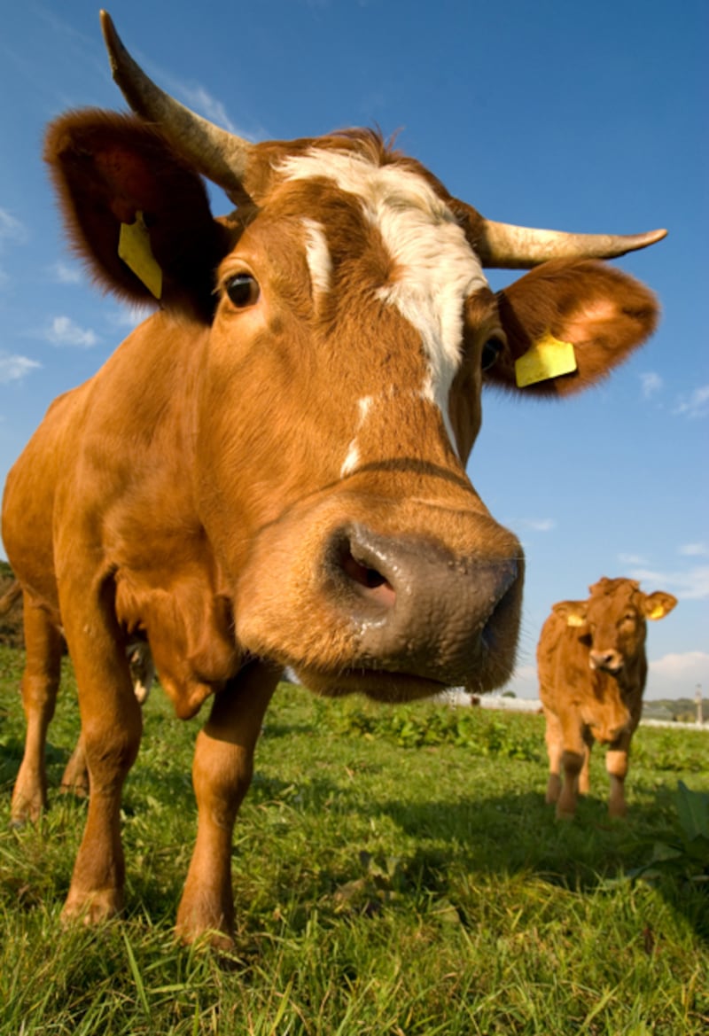 galleries/2010/09/16/oprah-feuds/oprah-feuds---texas-cattle-ranchers_a8goef