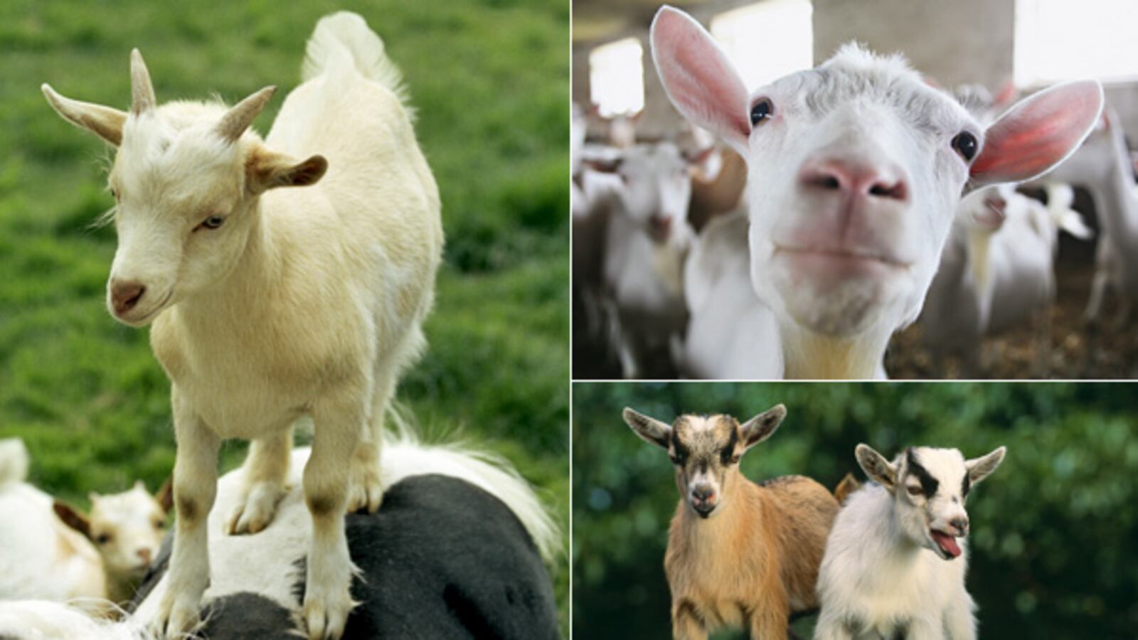 galleries/2012/02/16/goats-have-accents-and-other-strange-goat-facts-photos/goat-facts-tease_ksx79q