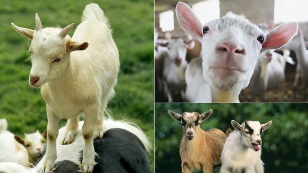 galleries/2012/02/16/goats-have-accents-and-other-strange-goat-facts-photos/goat-facts-tease_ksx79q