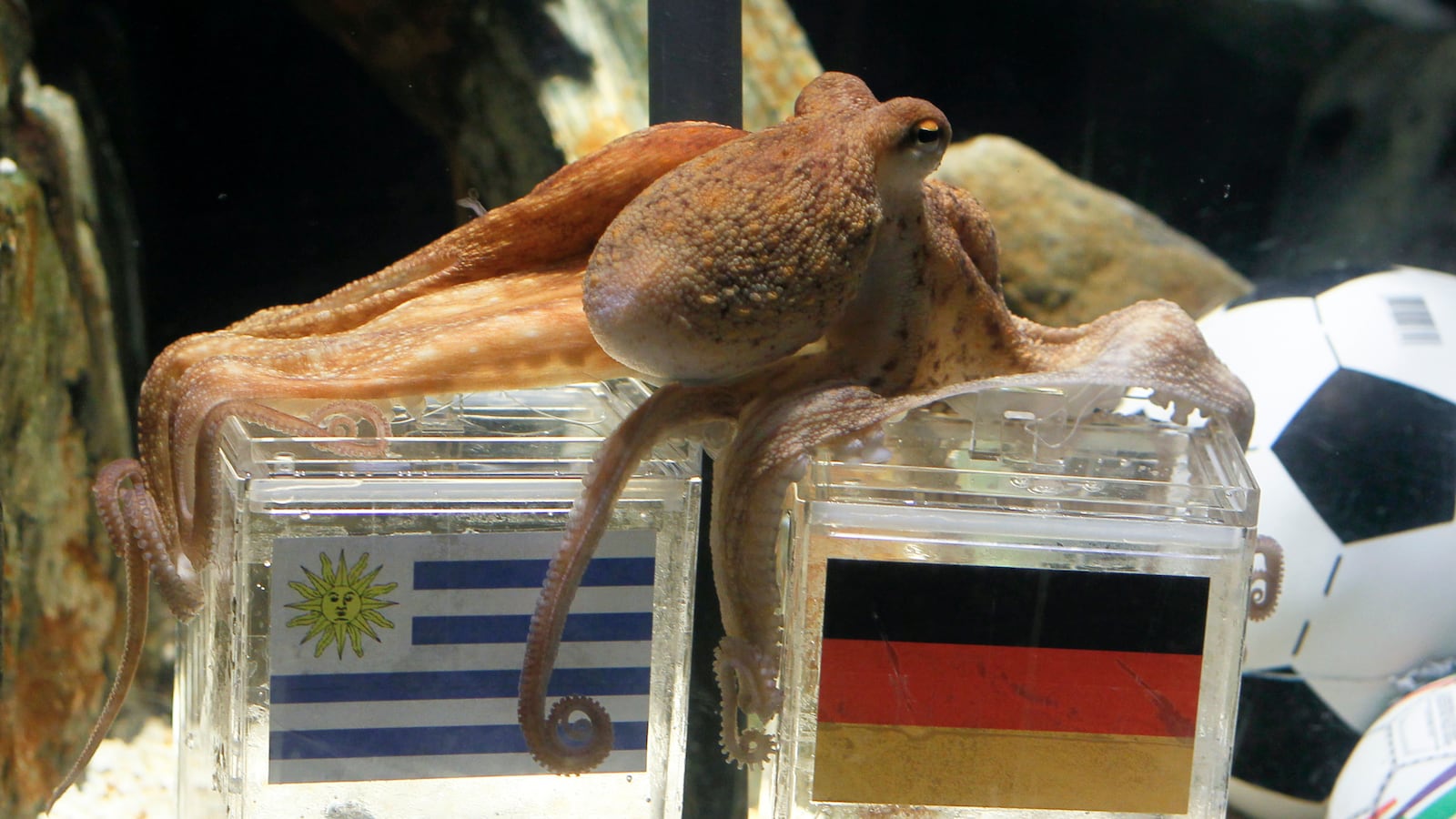articles/2014/07/12/remembering-paul-the-psychic-octopus-germany-s-2010-world-cup-soothsayer/140711-octopus-shire-tease_s1ijiu