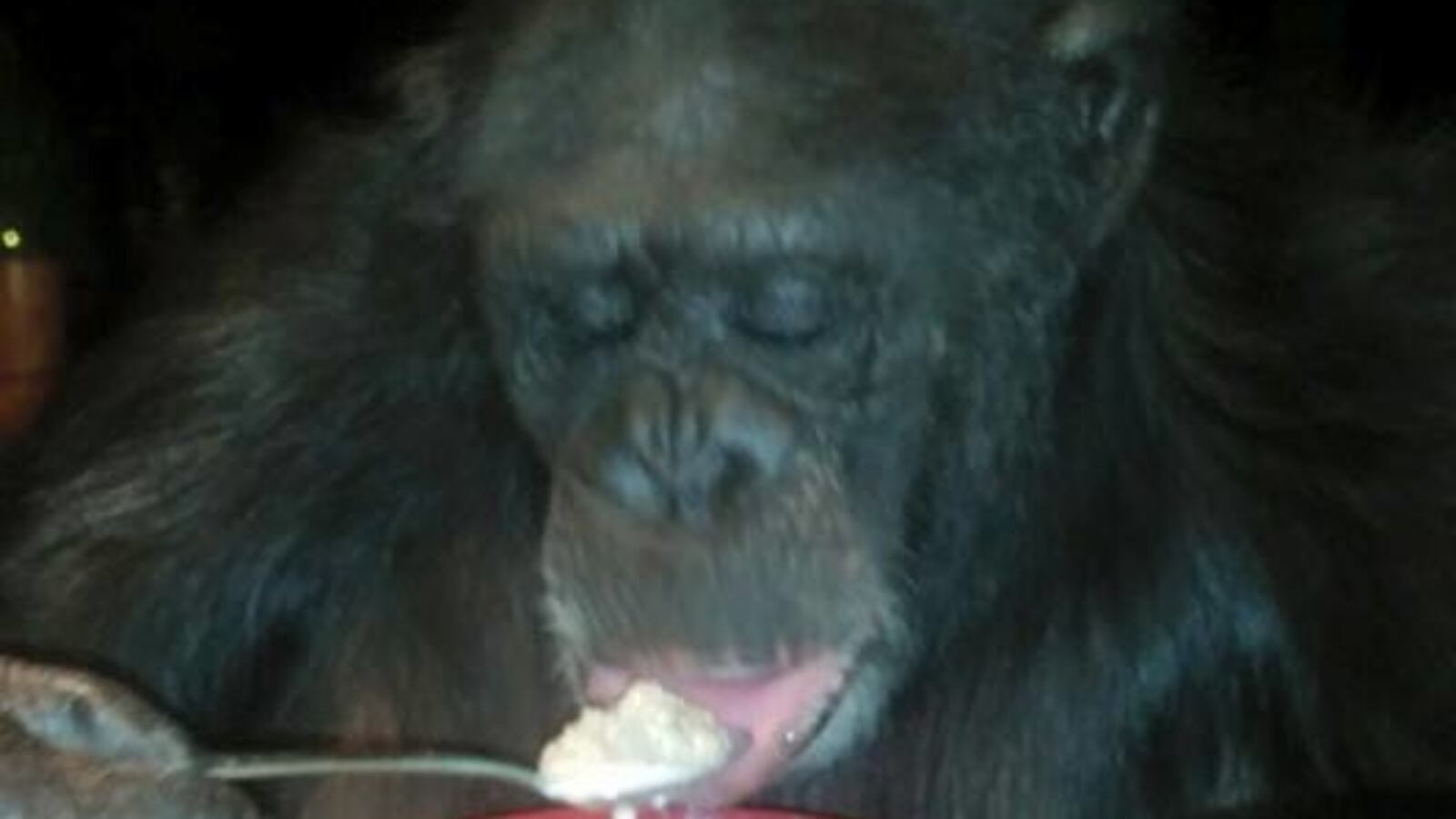 Chimp_a0acdk